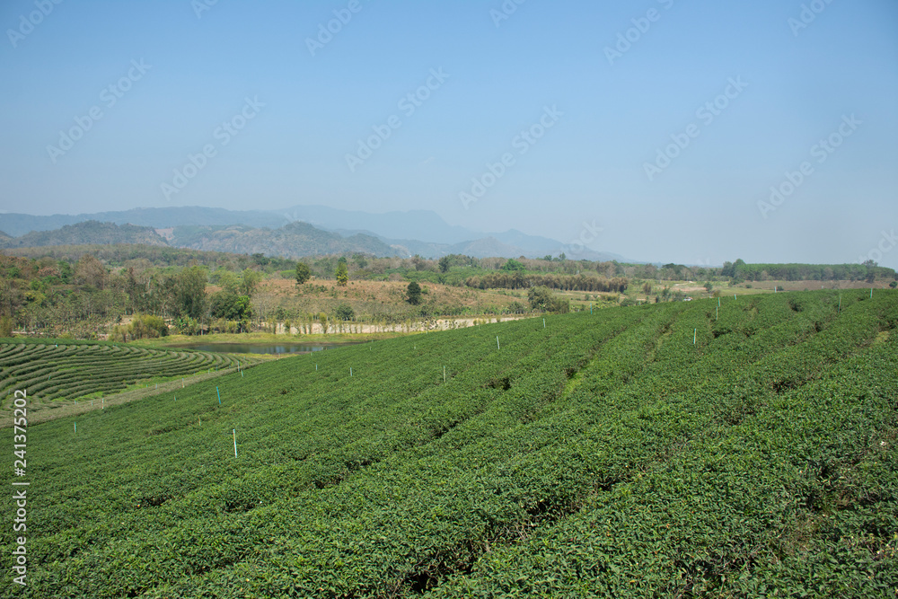 View landscape of Choui Fong Tea plantations area of over 1,000 rais in Doi Mae Salong high Mountain in Maechan of Chiang Rai, Thailand