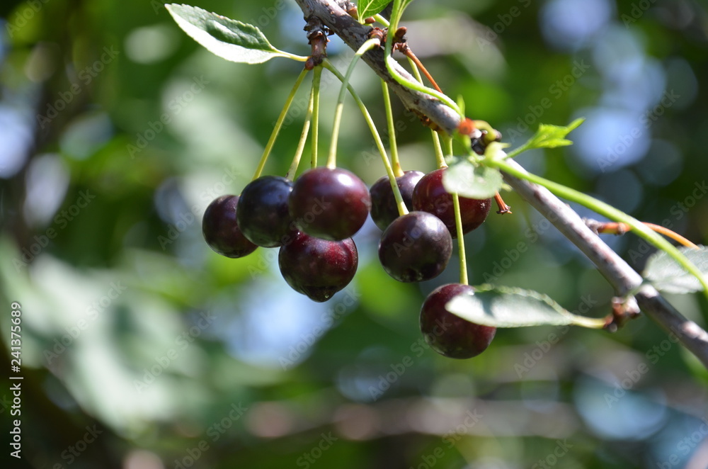 Red and sweet cherries on a branch just before harvest in early summer Red and sweet cherries on a branch just before harvest in early summer