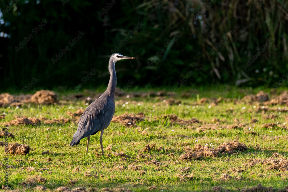 A White-faced Heron in a Grassy Meadow on a Beautiful Morning A White-faced Heron in a Grassy Meadow on a Beautiful Morning