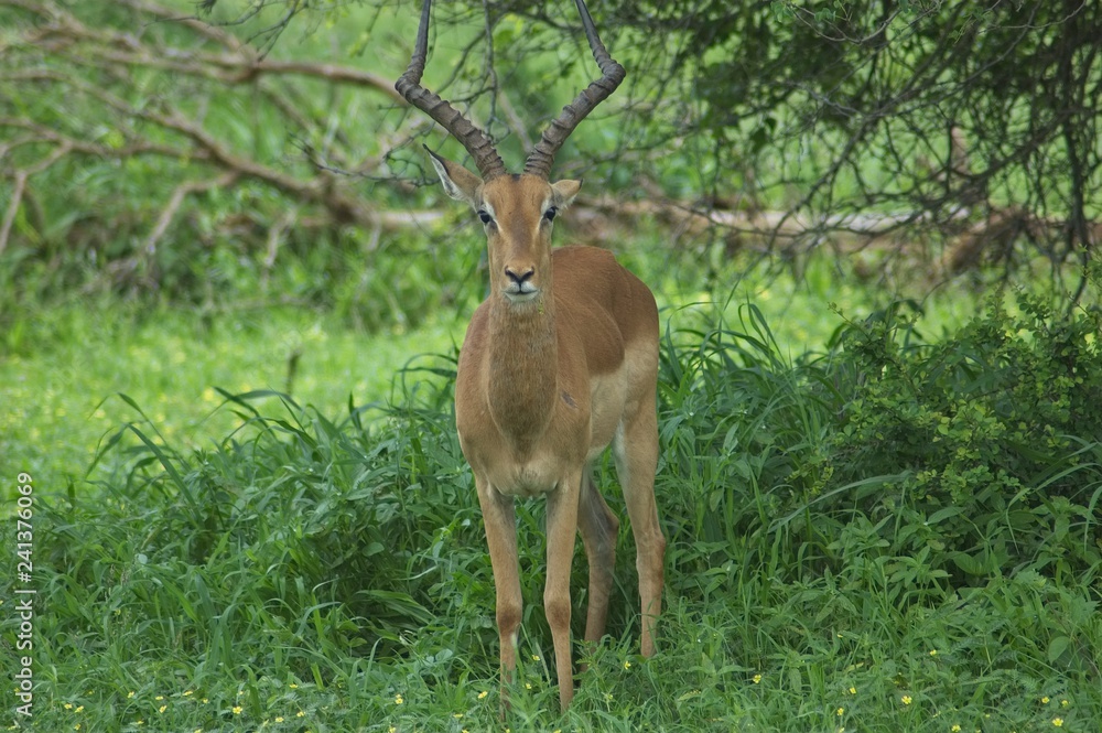 Obraz premium impala in Kruger safari park