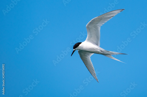 White-fronted Tern in Flight Close Up