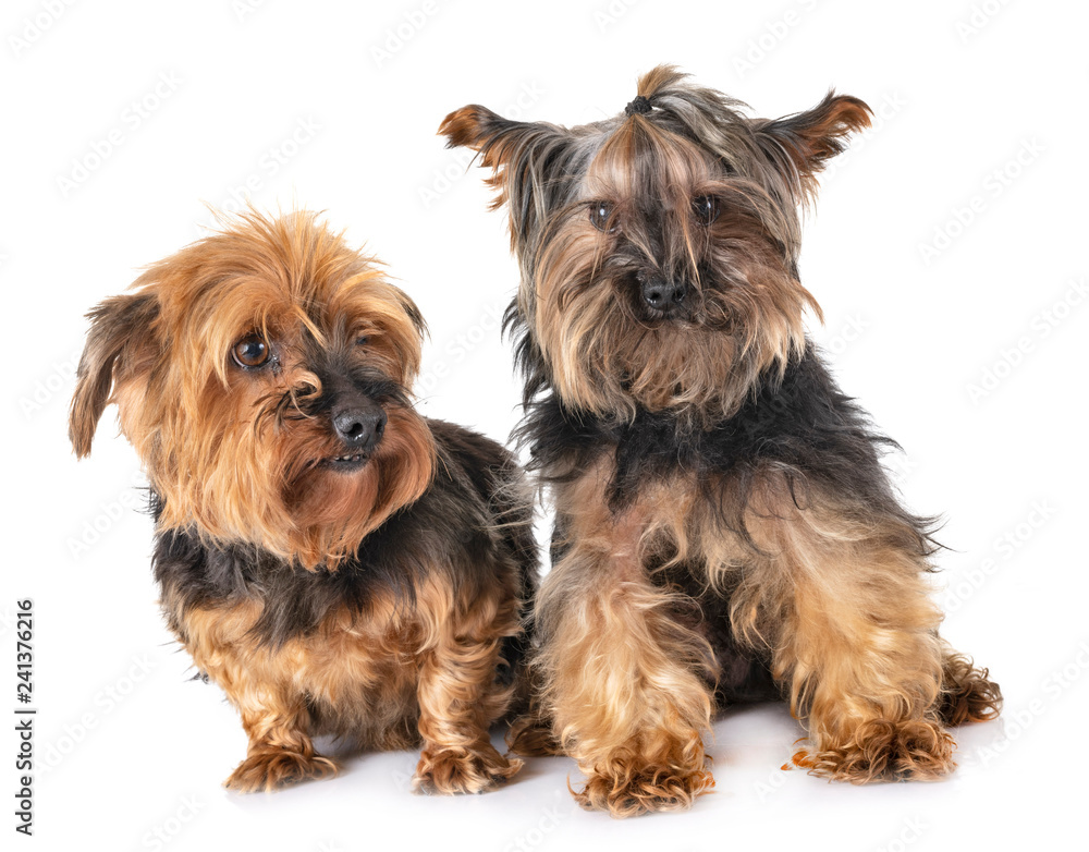 yorkshire terriers in studio yorkshire terriers in studio