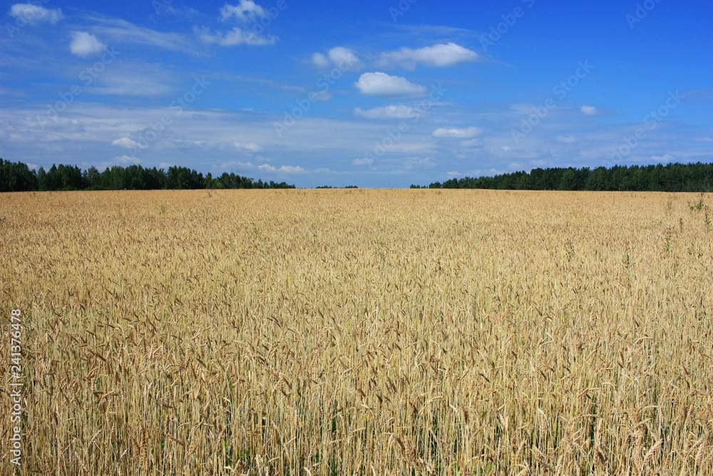 Wheat Ears Field Wheat Ears Field