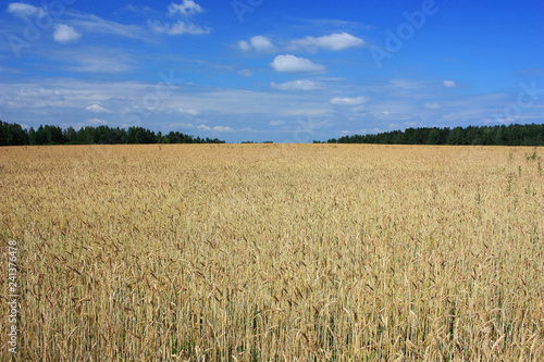 Wheat Ears Field