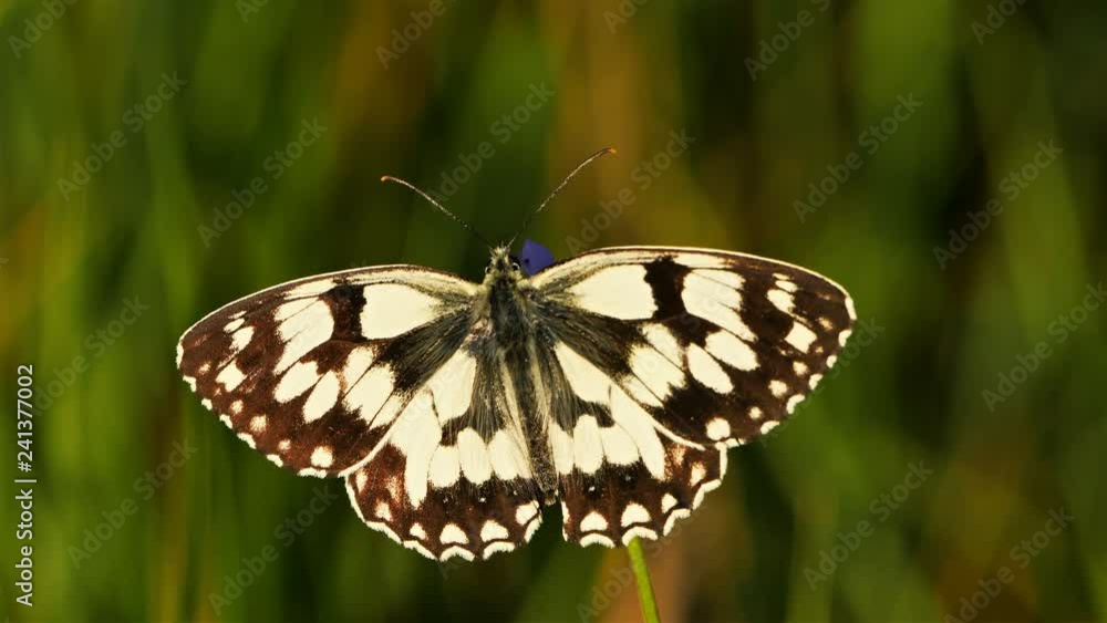 the western marbled white, is a butterfly species belonging to the family Nymphalidae the western marbled white, is a butterfly species belonging to the family Nymphalidae