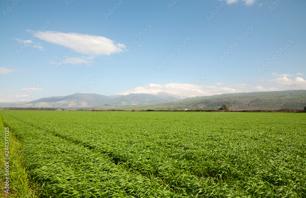 Mount Hermon, upper Galilee, Israel