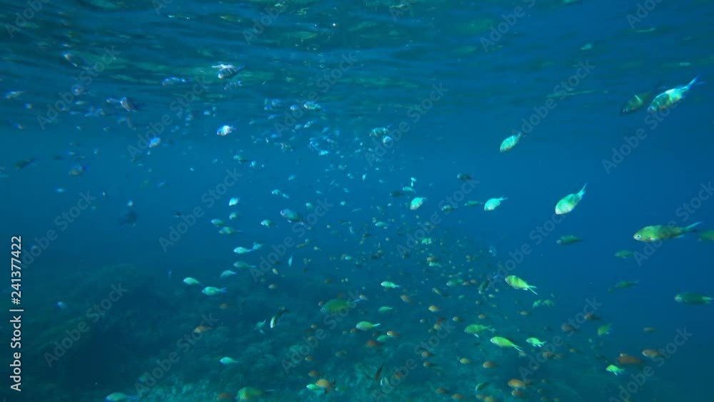 shoal of small fish in the sea under water shoal of small fish in the sea under water