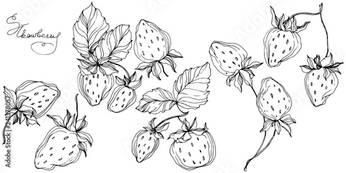 Vector Strawberry fruits. Black and white engraved ink art. Isolated strawberry illustration element.