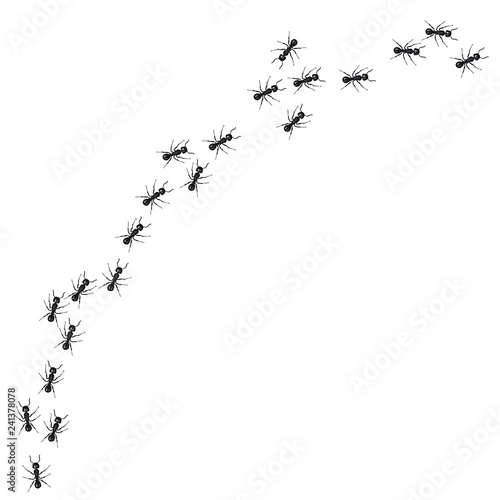 A line of worker ants marching in search of food. Vector illustration