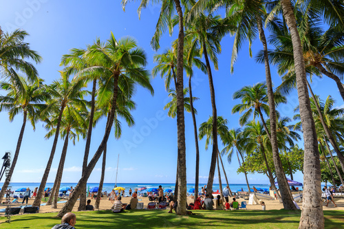 Waikiki beach lined with palm coconut trees in Honolulu, Hawaii © yooranpark