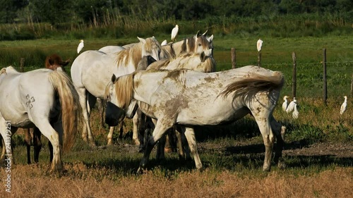 White Camargue horse, Camargue, France photo