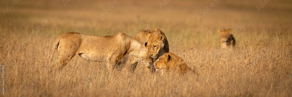 Three lions nuzzle one another in grass