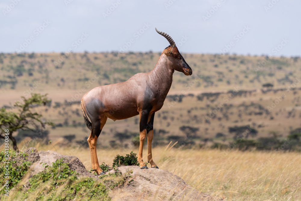 Fototapeta premium Topi stands on rock in grassy plain