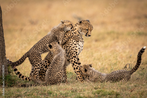 Three cubs play with cheetah in grass