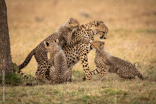 Three cubs playing with cheetah in grass