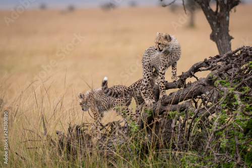 Two cheetah cubs climbing on dead tree