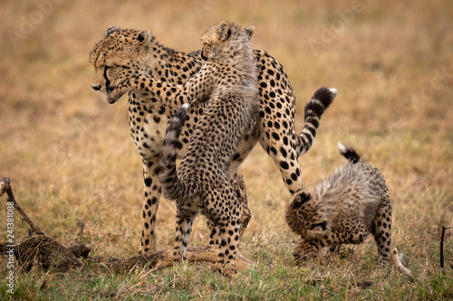Two cheetah cubs wrestle with their mother
