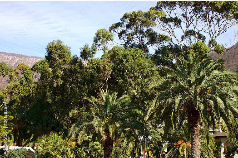 Naklejka premium Palms and other trees in a tropical climate, Gagra, Abkhazia