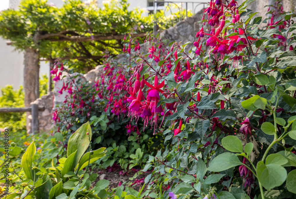 flowers of red dipladenia mandevilla  in garden