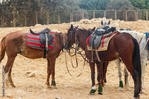 Fototapeta Naklejka Na Ścianę i Meble -  Saddled horses in Arabian desert, Egypt