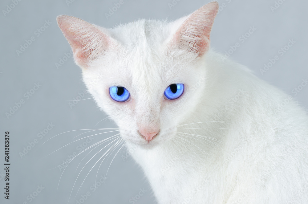 White kitten Portrait of Pure White Cat with blue eyes on Isolated Background, front view