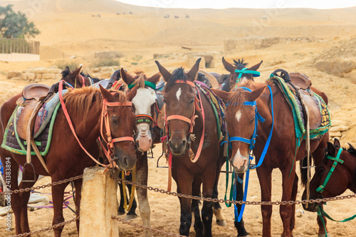 Saddled horses in Arabian desert, Egypt