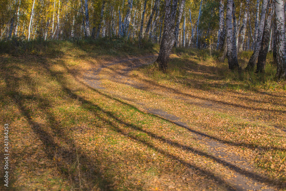 road in the autumn birch forest