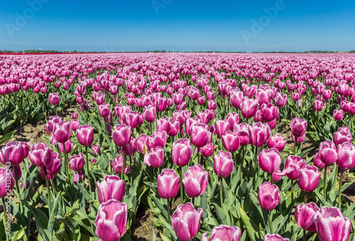 Field of purple tulips in Noordoostpolder