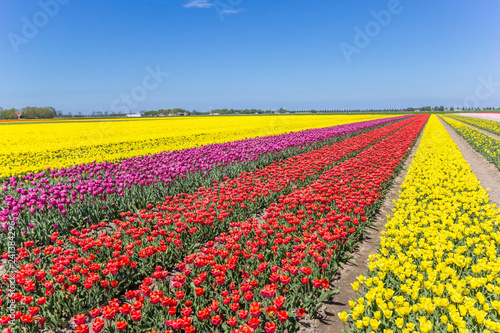 Field of colorful tulips in Noordoostpolder photo