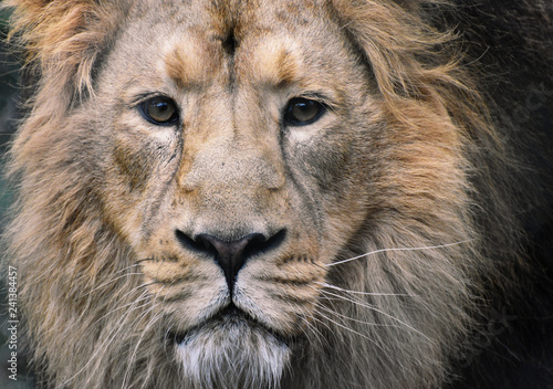 Male Asiatic Lion Close Up of Face with eye contact photo