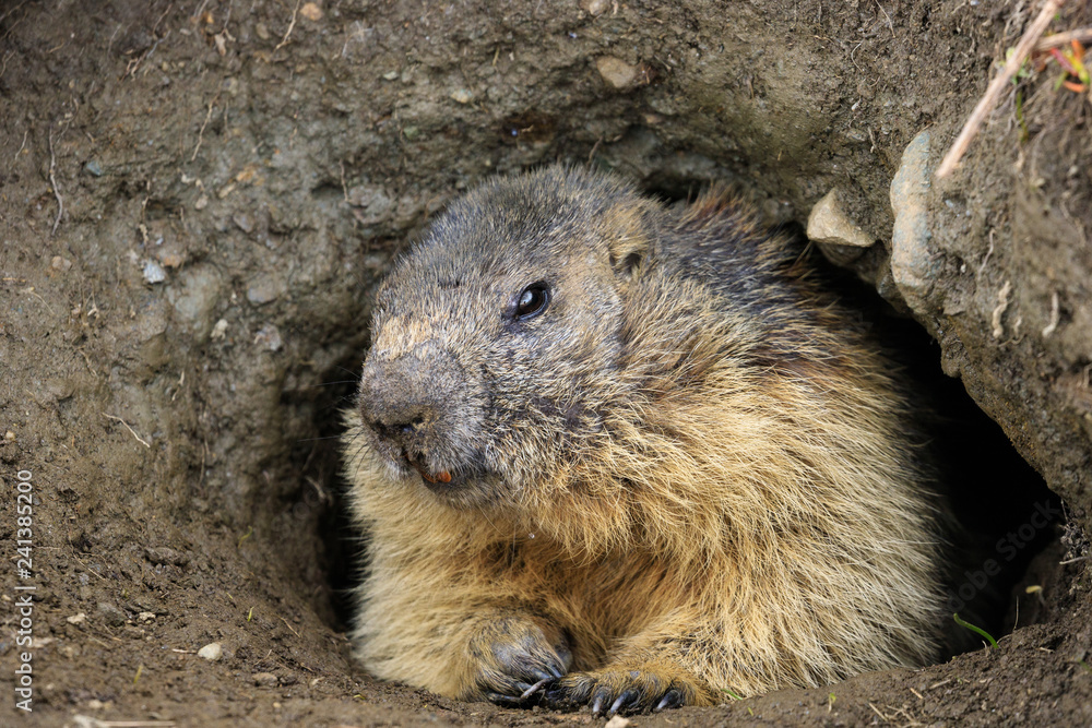 marmotta nel parco nazionale del Gran Paradiso marmotta nel parco nazionale del Gran Paradiso