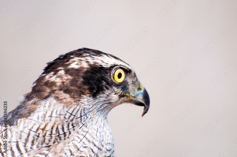 Obraz premium Sharp eye of the Falcon 