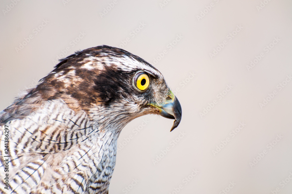 portrait of a falcon isolated on white