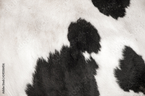 cow skin pattern and texture