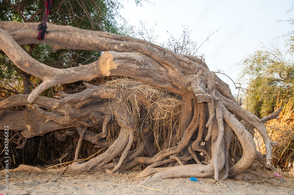 Roots of old Salvadora Persica tree in the desert Roots of old Salvadora Persica tree in the desert
