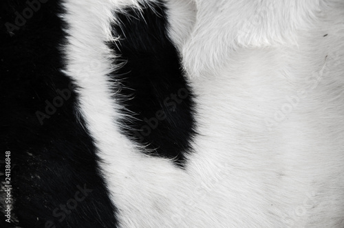 Cow skin hairy pattern 