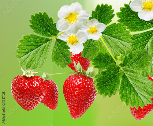 best strawberry garden