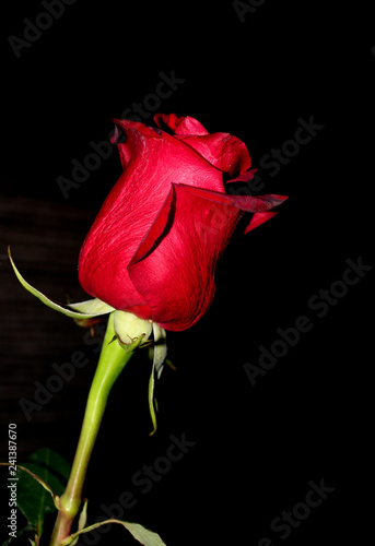 Single beautiful red rose isolated on dark background. Red rose Valentine background