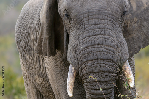 Elephant (Loxodonta africana). South Africa