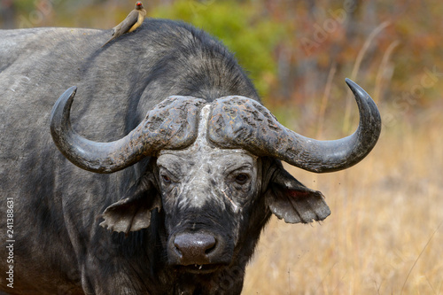 African buffalo or Cape buffalo (Syncerus caffer) and red-billed oxpecker (Buphagus erythrorhynchus). South Africa
