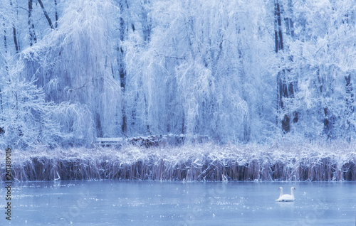 Swan on the frozen lake