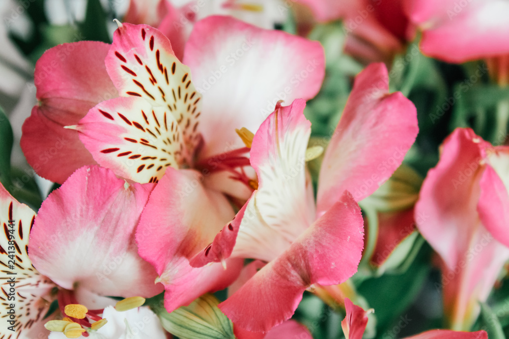 Beautiful alstroemeria  flower background