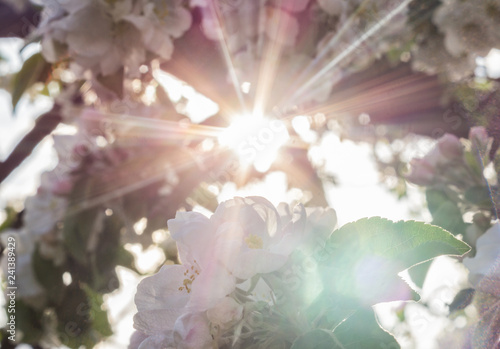 Sun rays through a blossoming apple tree branch