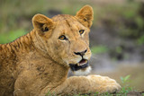 Lion (panthera leo) juvenile. South Africa