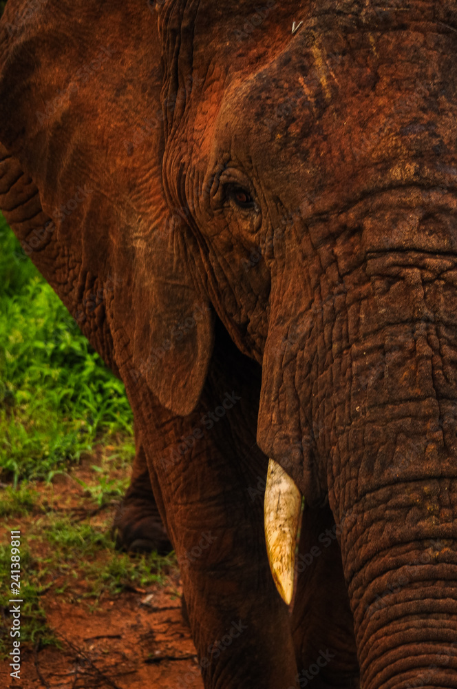 Fototapeta premium Elephant Half Face Portrait