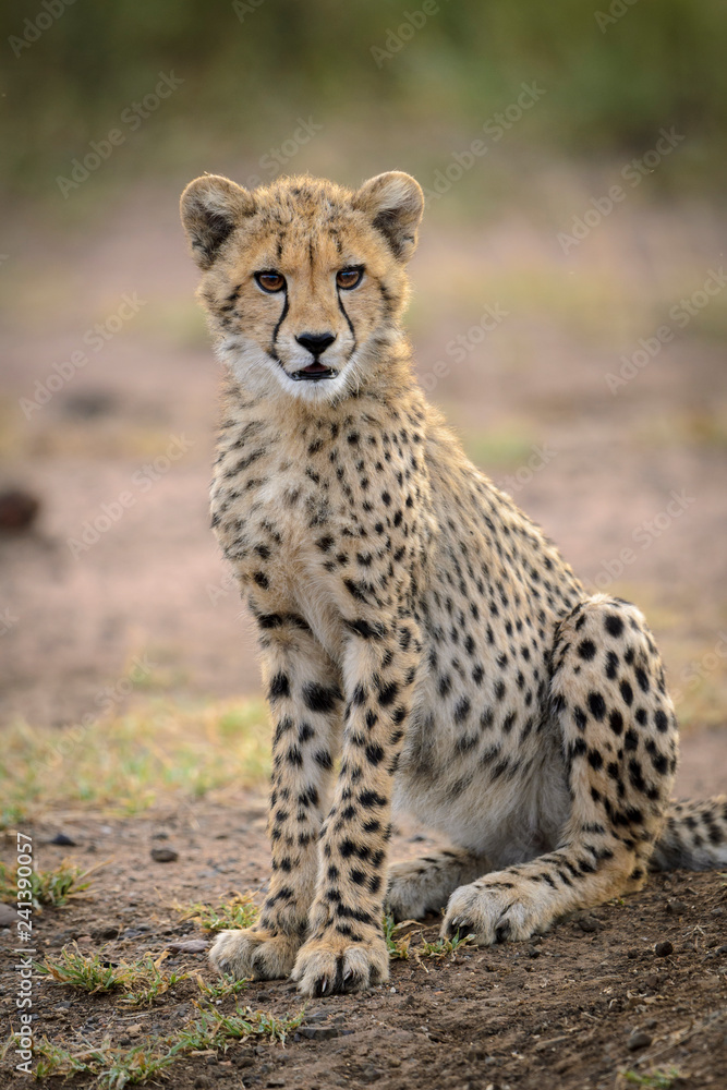 Cheetah (Acinonyx jubatus) juvenile. South Africa Cheetah (Acinonyx jubatus) juvenile. South Africa