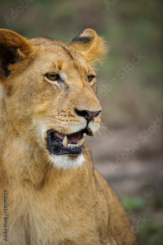 Lion  panthera leo  juvenile. South Africa