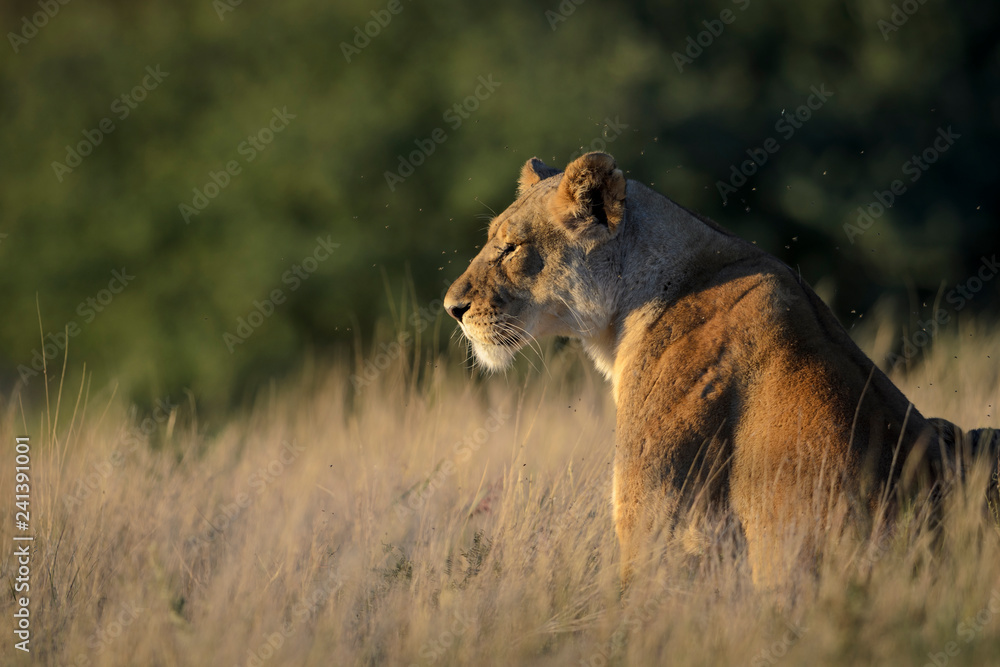 Naklejka premium Lion (Panthera leo). South Africa