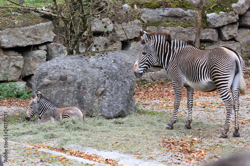 Grevyzebra: Mutter mit Jungtier in einem Zoo