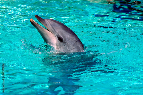 Dolphin close up.